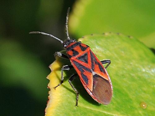 Graptostethus servus