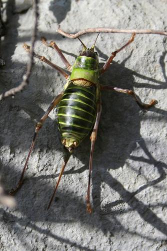 Ephippiger diurnus