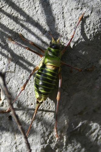 Réf. 63 582 : Ephippiger diurnus