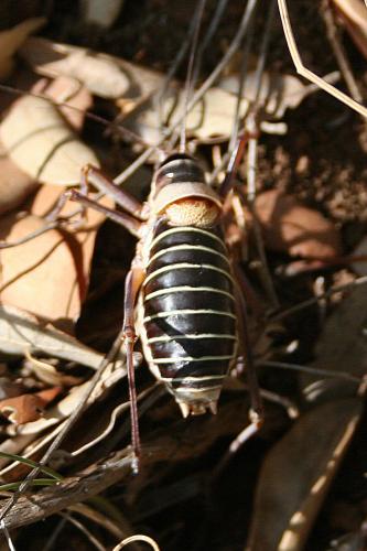 Ephippiger diurnus