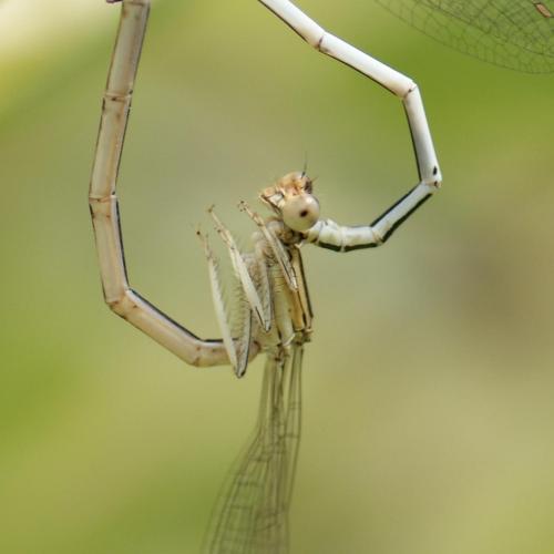Platycnemis latipes