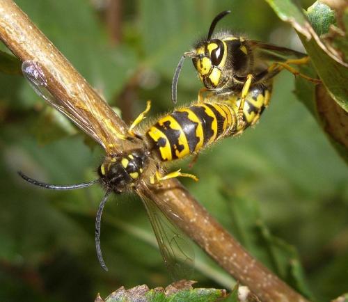 Vespula germanica