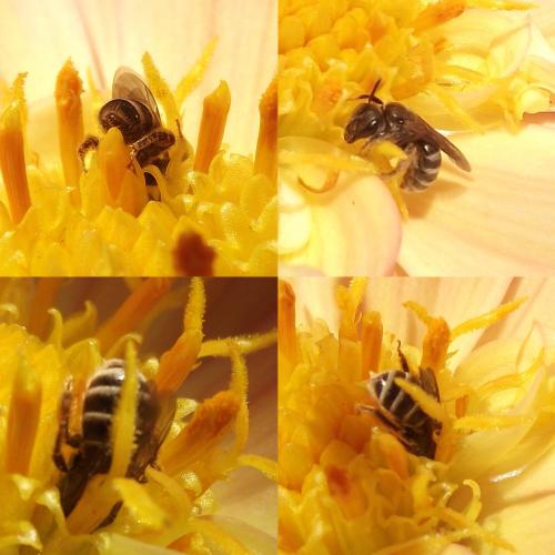 Halictus sp.