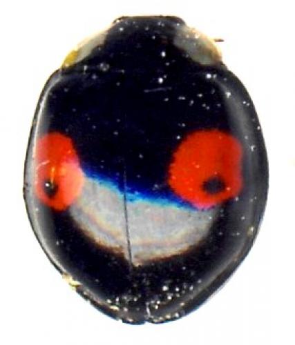 Harmonia axyridis