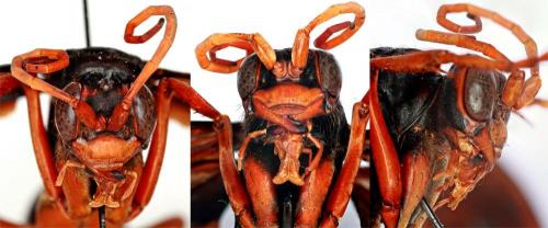 Hemipepsis sp.