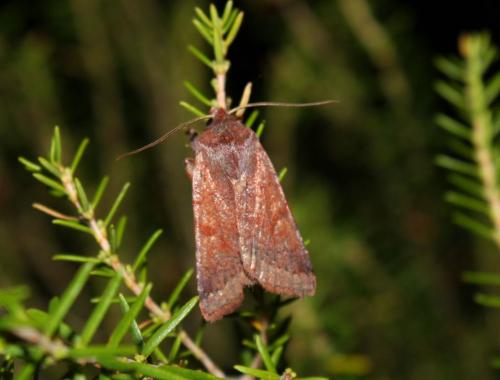 Réf. 63 451 : Agrochola haematidea