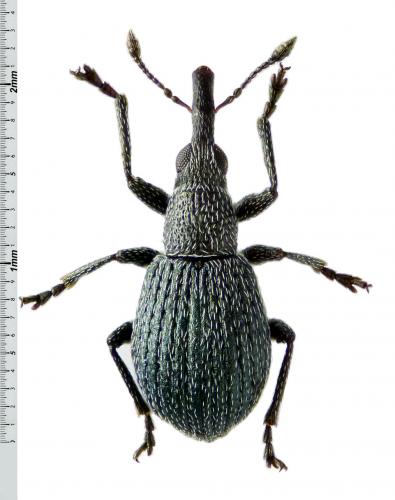 Hemitrichapion waltoni