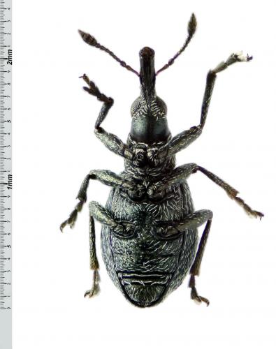Hemitrichapion waltoni