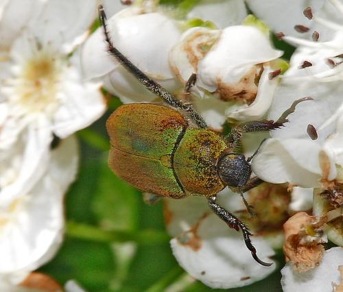 Réf. 63 719 : Hoplia argentea