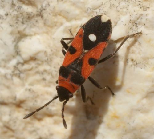 Horvathiolus superbus