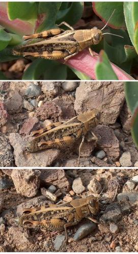 Calliptamus sp.