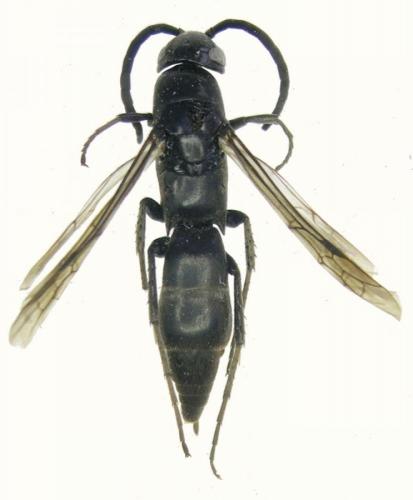 Homonotus sanguinolentus
