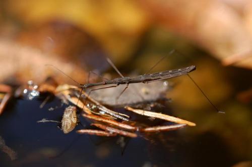 Hydrometra stagnorum