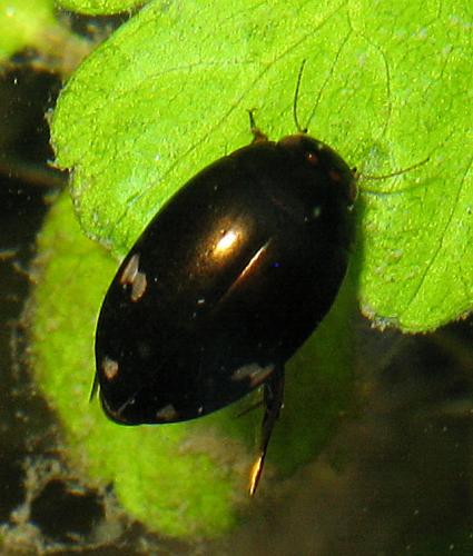 Agabus didymus