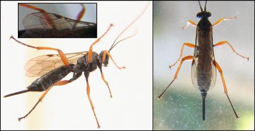 Réf. 63 678 : Pimpla rufipes