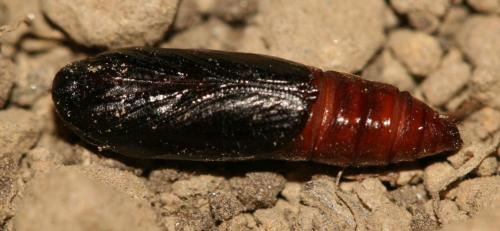 Depressaria daucella