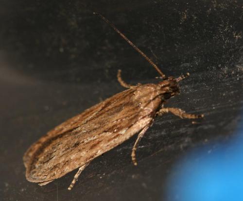 Depressaria daucella