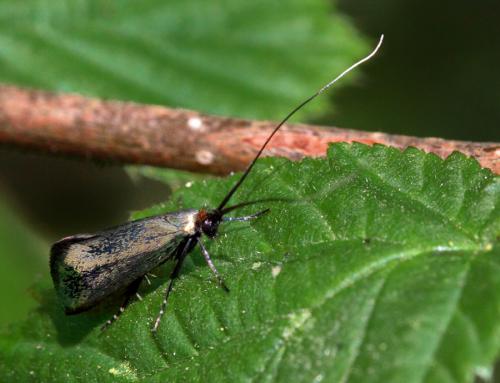 Adela sp.