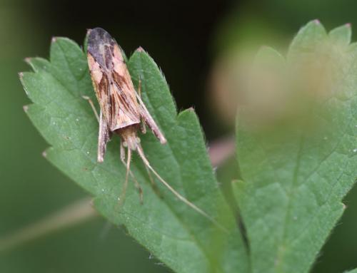 Phytocoris sp.