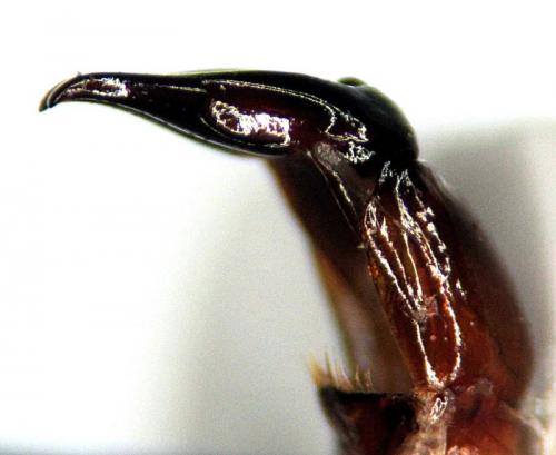 Trichius sp.