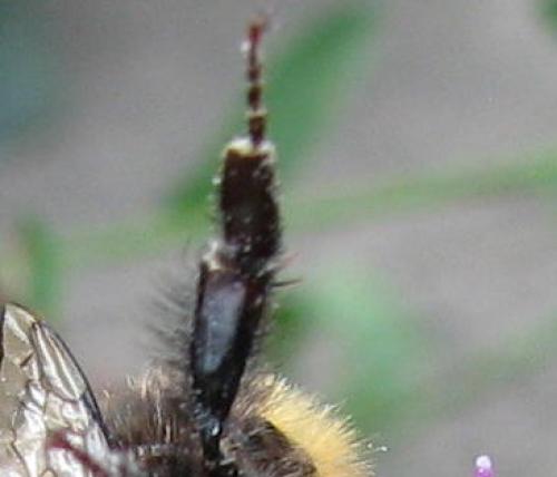 Bombus sp.