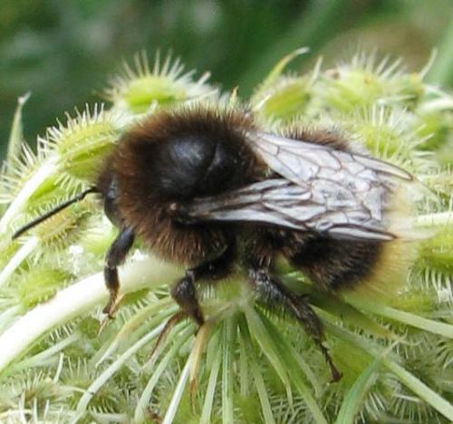 Bombus sp.