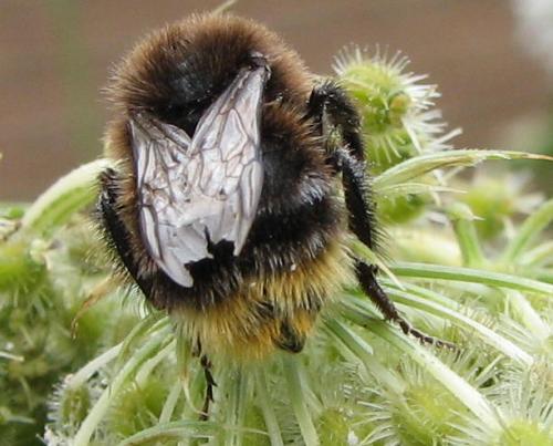 Bombus sp.