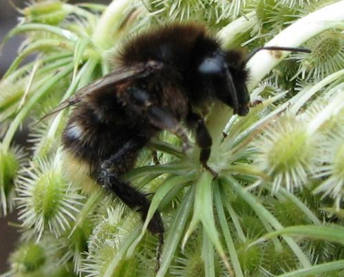 Bombus sp.