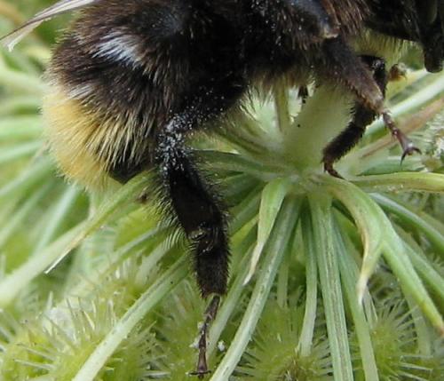 Bombus sp.