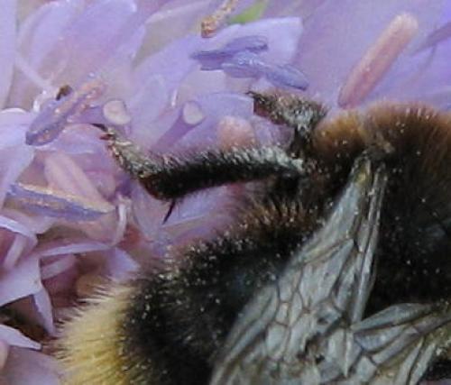 Bombus sp.