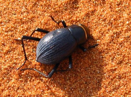 Onymacris sp.