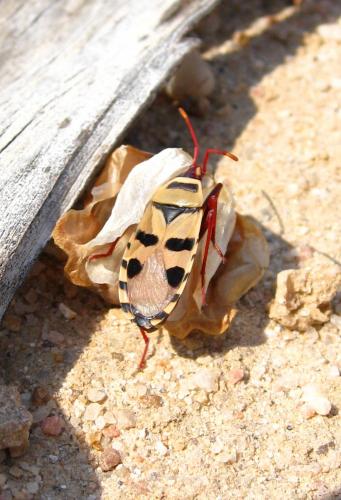 Probergrothius sexpunctatus