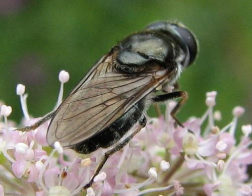 Cheilosia sp.