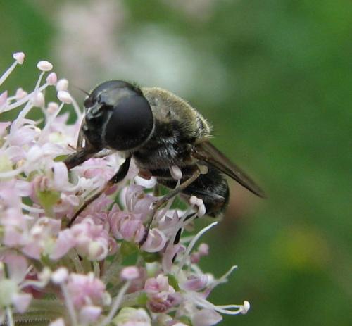 Cheilosia sp.