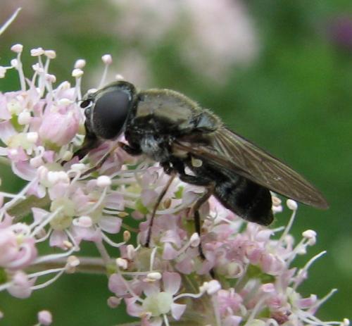 Cheilosia sp.