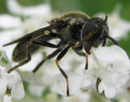 Pipizella sp.