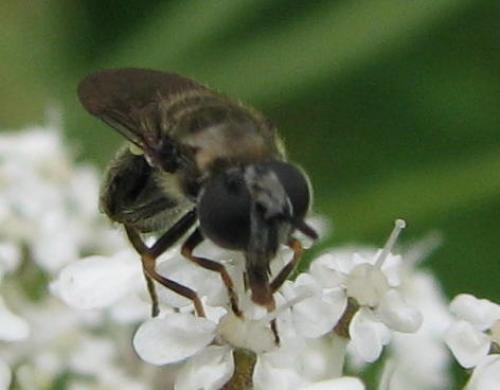 Pipizella sp.