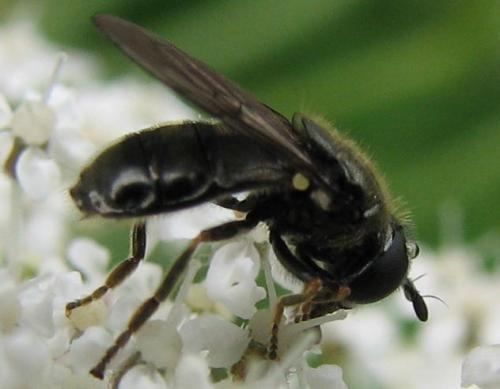 Pipizella sp.