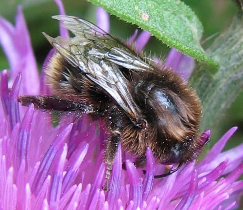 Réf. 63 952 : Bombus sp.