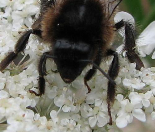 Bombus sp.