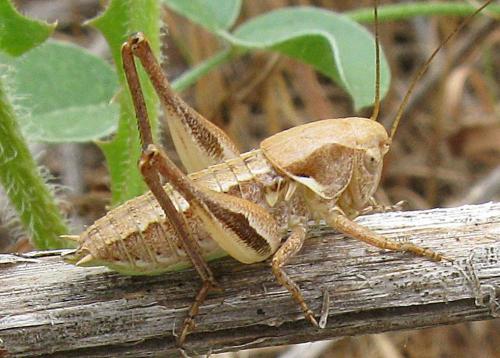 Réf. 63 017 : Tettigoniinae inconnu