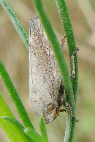 Selenocephalus sp.