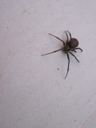 Steatoda grossa