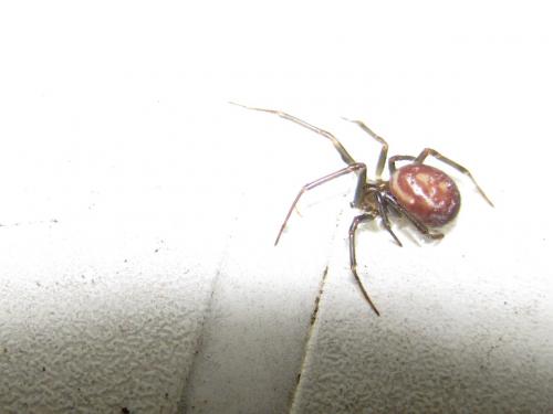 Steatoda grossa