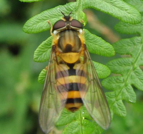Réf. 63 833 : Epistrophe grossulariae