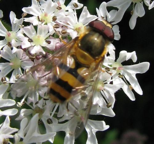 Réf. 63 834 : Epistrophe grossulariae