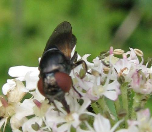 Chrysogaster coemiteriorum