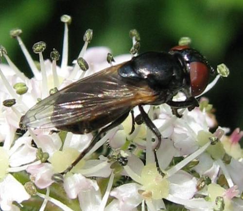 Chrysogaster coemiteriorum