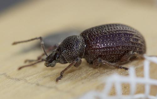 Otiorhynchus cribricollis