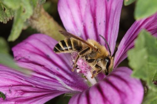Melitta leporina